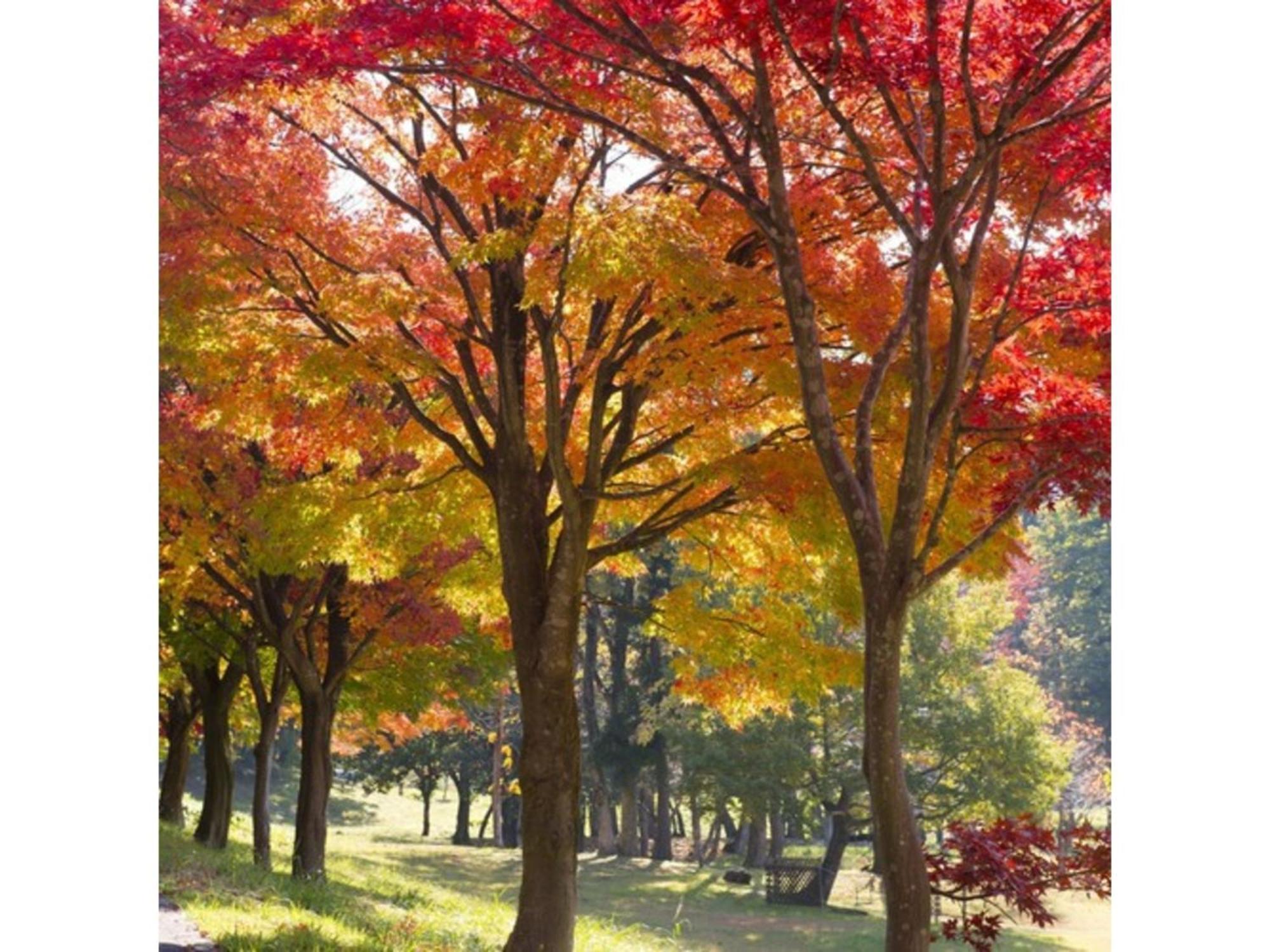 Shintainai Onsen Royal Tainai Park Hotel - Vacation Stay 90212V المظهر الخارجي الصورة